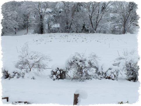 Poesia: Nevicata
