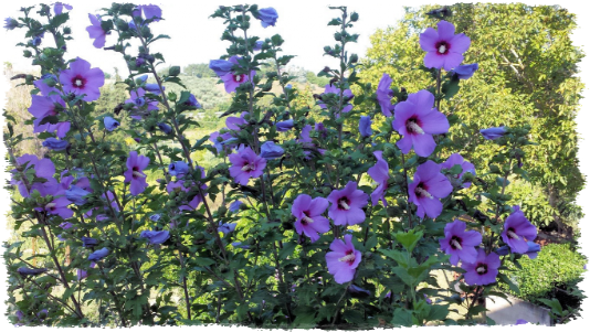 Piante e fiori