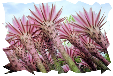 #Fiori e piante