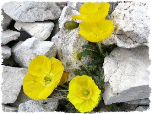 Poesia: Fiore di greppo