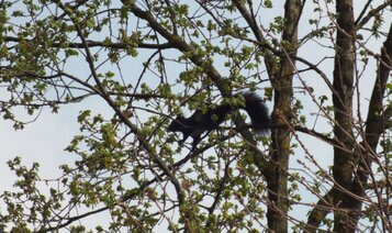 DSCF0292 (Scoiattolo nero.JPG