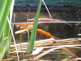 DSCF0307 (Carpe Koi).JPG