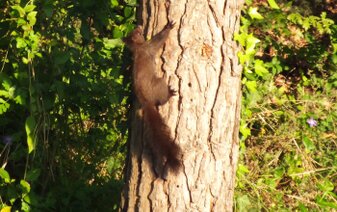 DSCF0333 (Scoiattolo marrone).JPG
