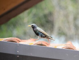 DSC_1106-m (Storno).JPG