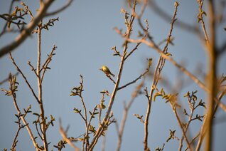 DSC_3315 (Medium).JPG