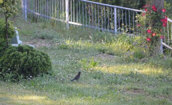 DSC_3351B (Merlo).JPG