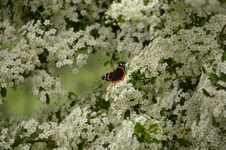 DSC_3381 (Farfalla 3°).JPG