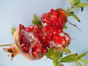 DSCF1606 (Melograno).JPG