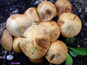 IMG_0607 (Funghi).JPG