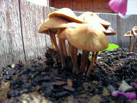 IMG_0611 (Funghi).JPG