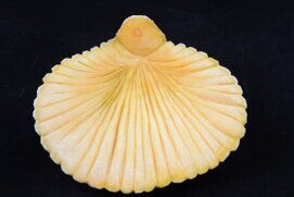 Zucca intagliata (31).JPG