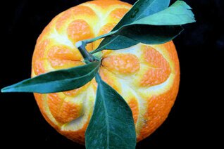 Arancia Intagliata (82).JPG