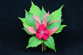 Mini Bouquets (18).JPG