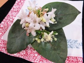 Mini Bouquets (32).JPG