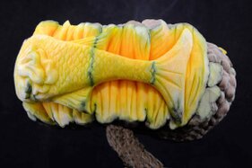 Zucca intagliata (54).JPG