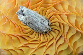 Zucca intagliata (76).JPG