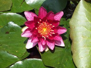 DSCF0005 (Ninfea rosa).JPG