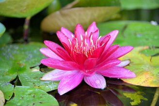 DSC_1658 (Ninfea rosa).JPG