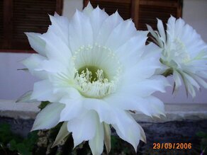 IMG_0148 (Medium).JPG