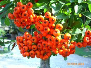 IMG_0156 (Piracanda).JPG