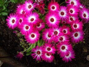 IMG_0582 (Medium).JPG