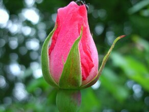 IMG_0600 (Rosa).JPG