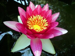 IMG_0685 (Ninfea rosa).JPG