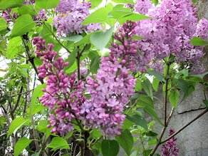 IMG_1067 (Medium).JPG