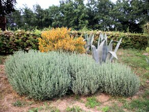 IMG_1230 (Lavanda).JPG