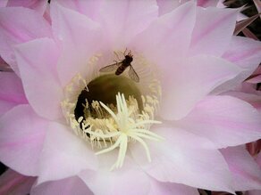 IMG_1325 (Medium).JPG