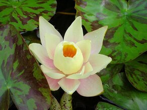 IMG_1347 (Medium).JPG