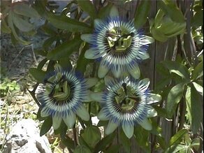 Passiflora.JPG